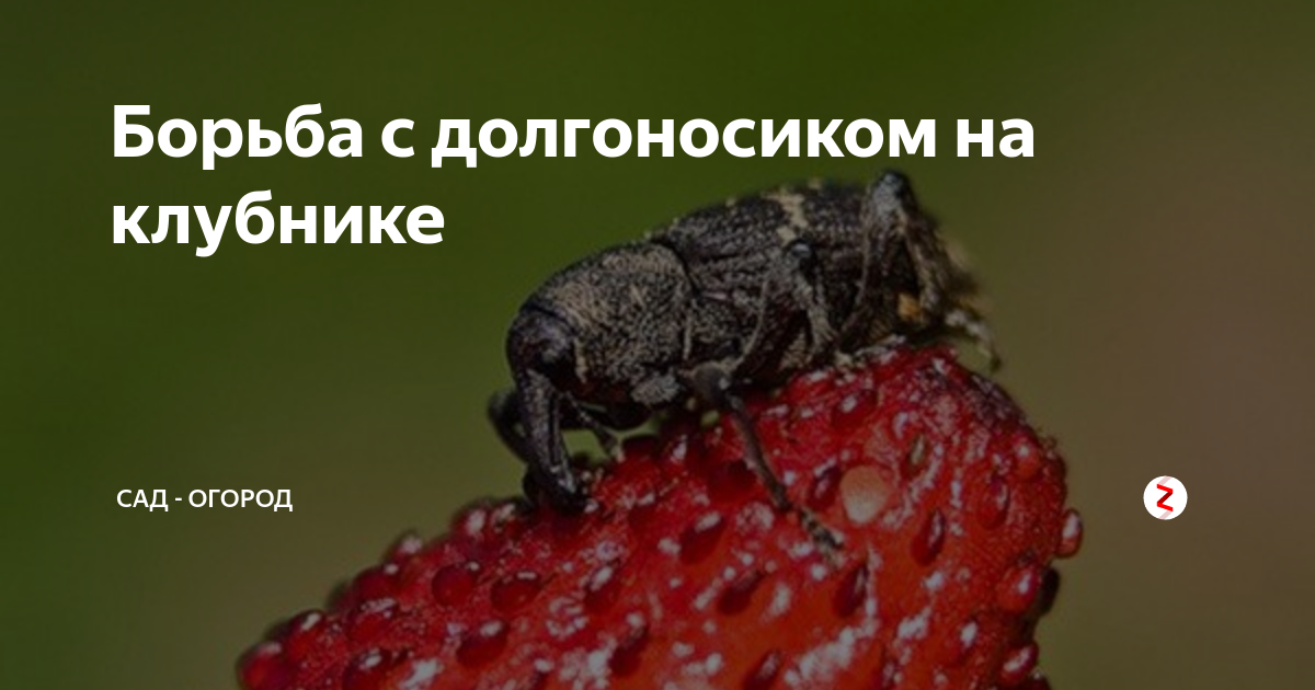 Средства от долгоносика на клубнике в период. Долгоносик на клубнике. долгоносики на клубнике и борьба. земляничный долгоносик. последствия долгоносика на клубнике.