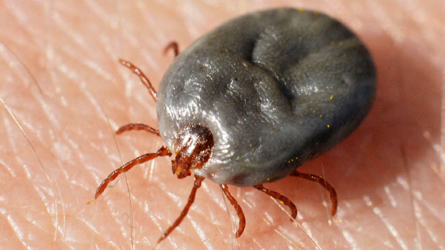 Клещ представляет большую опасность из-за того, что он может быть переносчиком опасных инфекций, самые распространенные из которых — энцефалит и боррелиоз