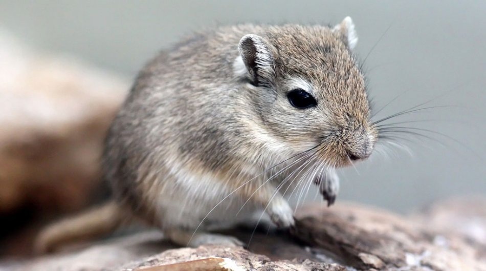 Монгольская песчанка