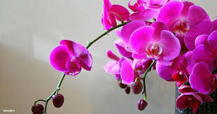 Изображение взято с сайта Google