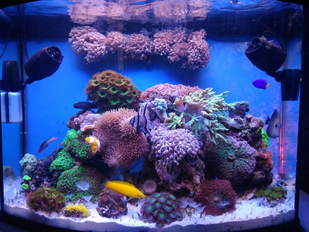 Морской рифовый аквариум
