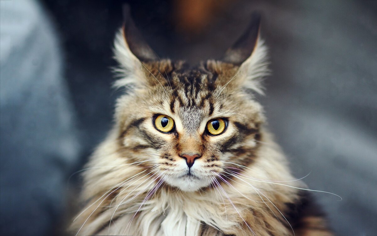 Сиамская кошка