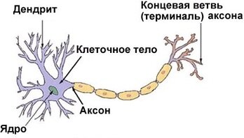 Строение нейрона и его составляющие.