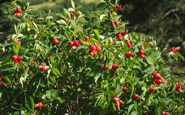 Фото: https://diy.obi.ru/uploads/articles/000/020/20124/2.jpg