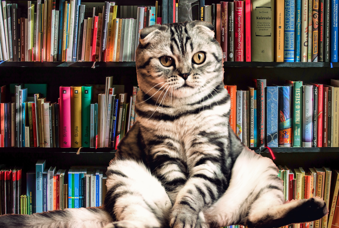 Сборник коте. Кот литератор. Котэ сборник. Коты в произведениях литературы. Фото котов в произведениях