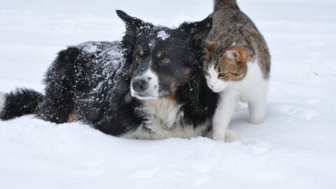 Выгул собаки без намордника и поводка