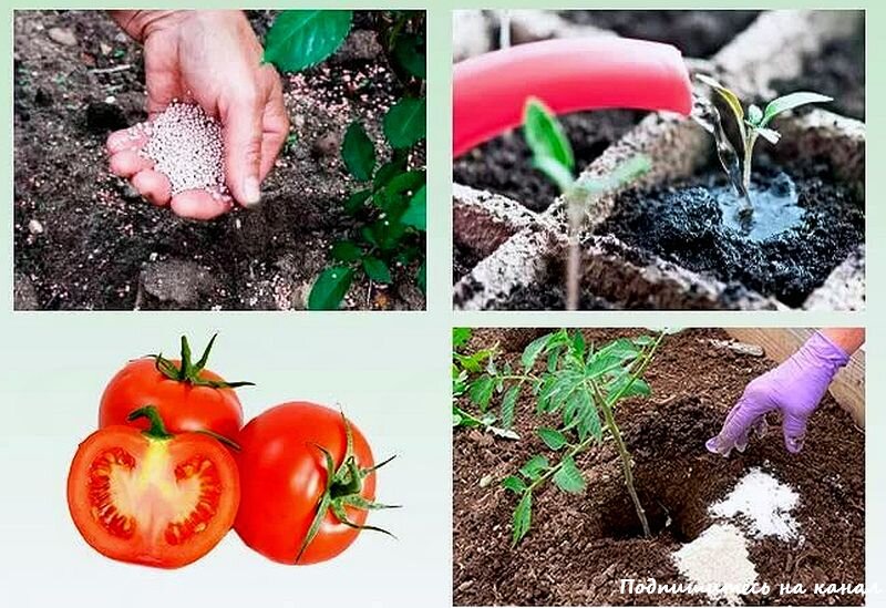 Пикируем томаты. Пикировка томатов. Пикирование рассады помидор. Пикировка томатов. Корни рассады томатов.