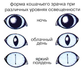 источник: bolshoyvopros.ru