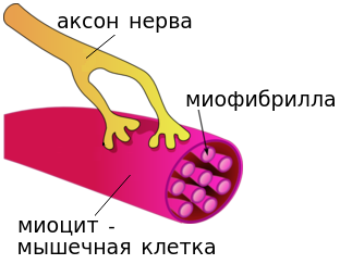 Миофибриллы в миоците