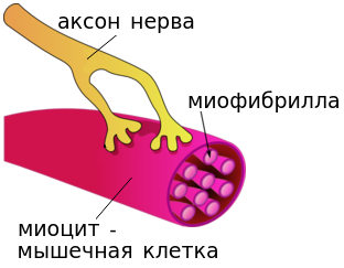 Нервный тик. Причины и лечение - Помощь взрослым — Центр развития речи в Москва