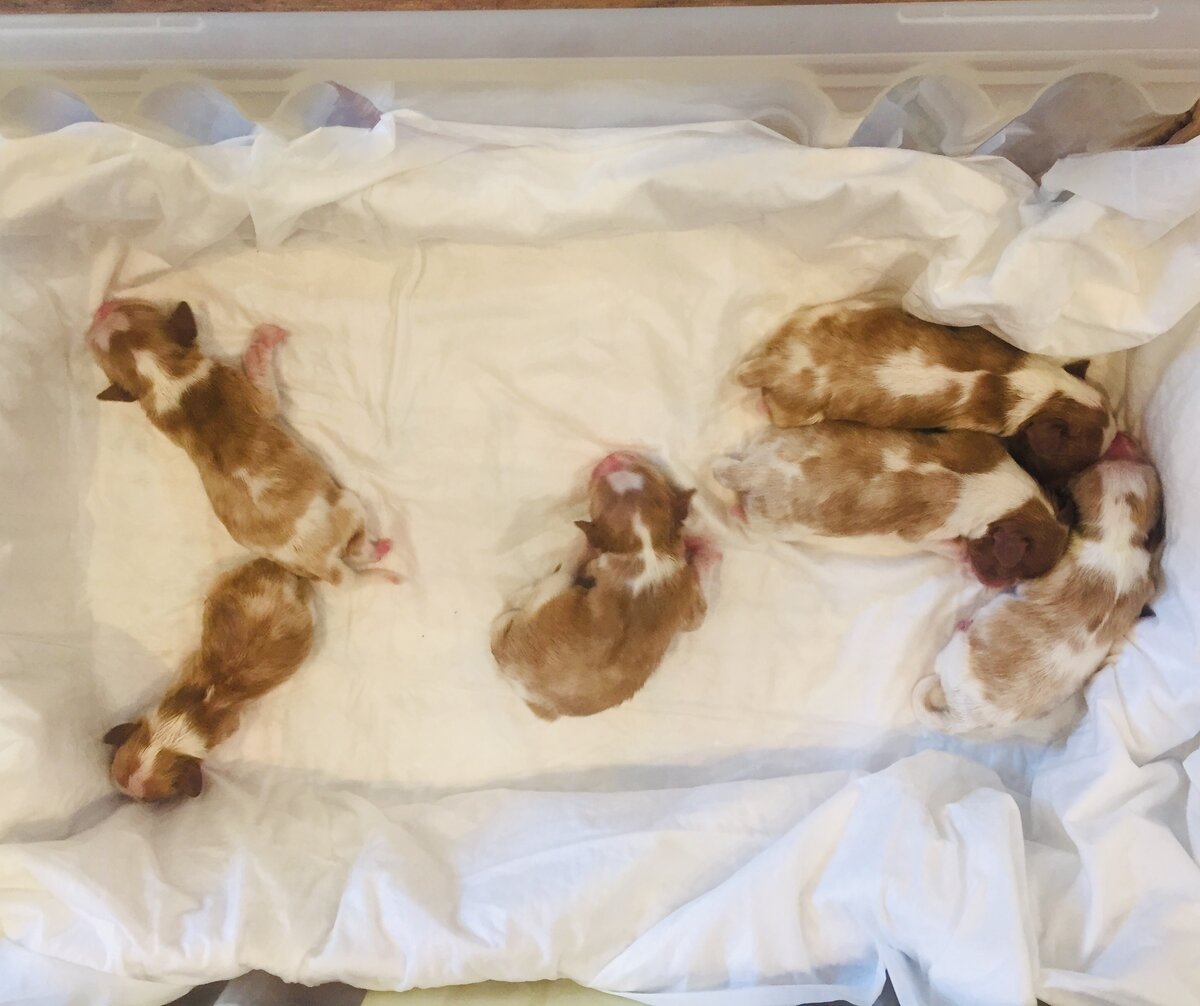 Малыши Бэллы