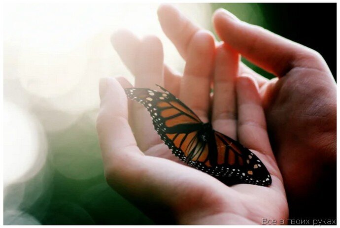 Бабочка в руках