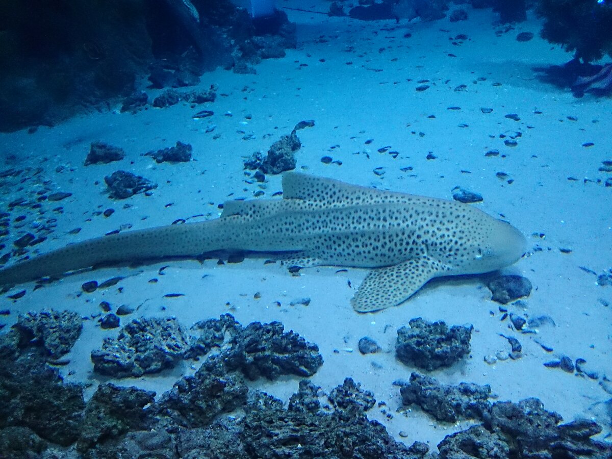 Акула зебра в океанариуме