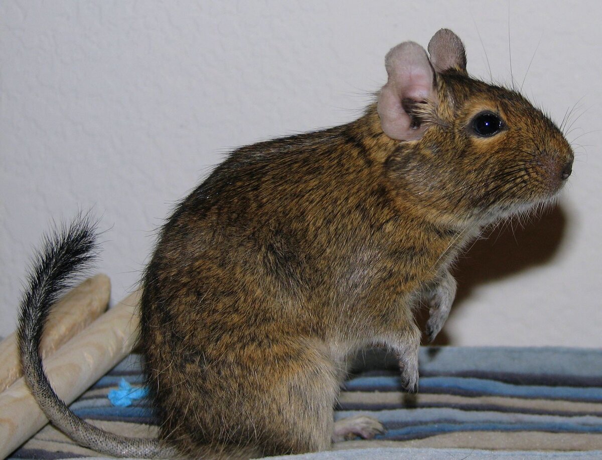 Изображение взято с Яндекс. Картинки.