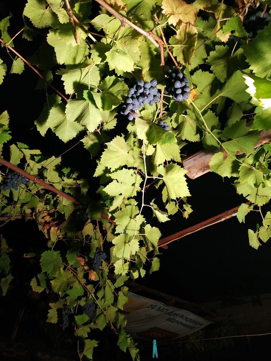 Виноград во дворе - неотъемлемая часть мечты о домике у моря