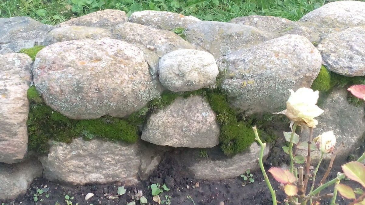 Поросло мхом. Фото автора