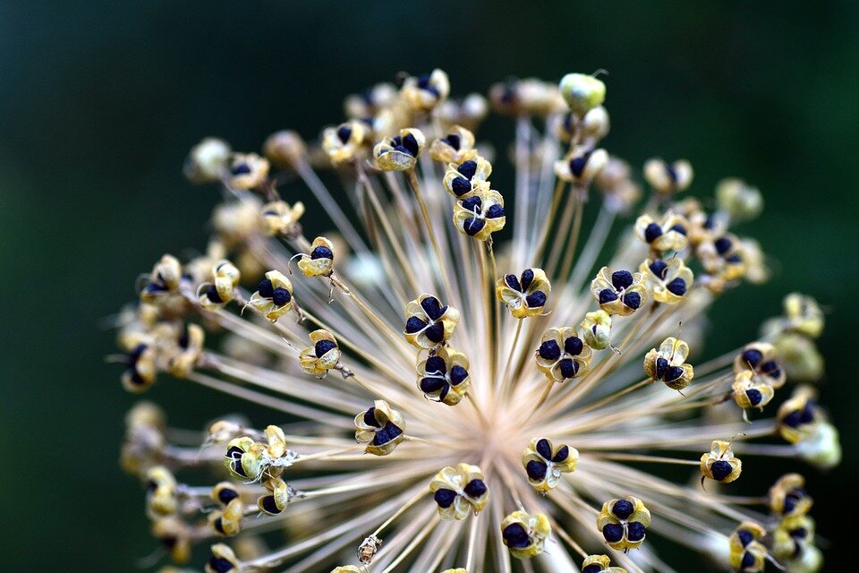 https://pixabay.com/photos/leek-ornamental-onion-ball-leek-2471064/