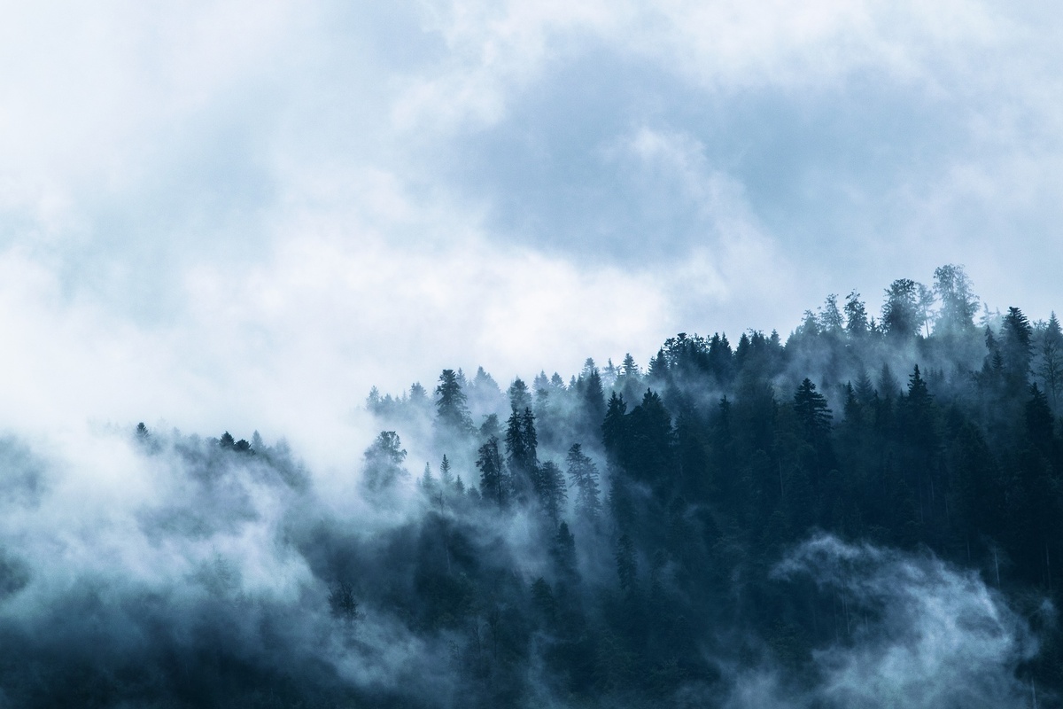 https://pixabay.com/ru/photos/%D1%82%D1%83%D0%BC%D0%B0%D0%BD-%D0%BB%D0%B5%D1%81%D0%B0-%D1%82%D0%B5%D0%BC%D0%BD%D0%BE-%D0%BC%D1%80%D0%B0%D1%87%D0%BD%D1%8B%D0%B9-1535201/