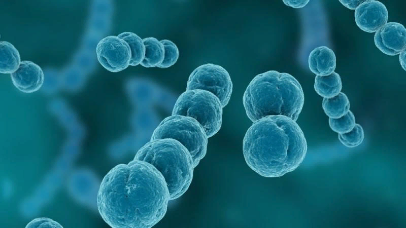 Стрептококк