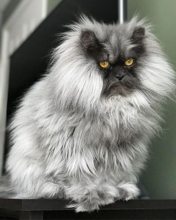 Грозный, но такой милый

https://i.pinimg.com/564x/05/6c/0c/056c0c3738d5d19f838afb122d487608.jpg