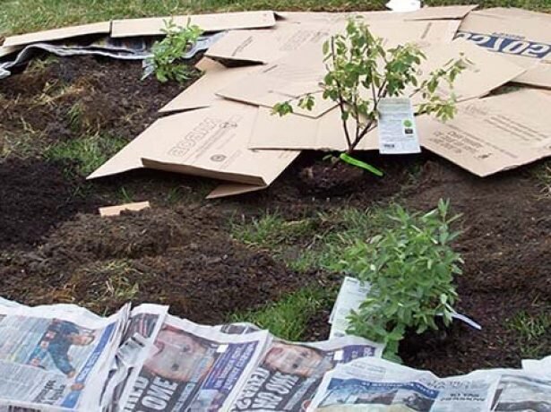 6 полезных применений газет на даче: куда с пользой пристроить ненужную мукулатуру?