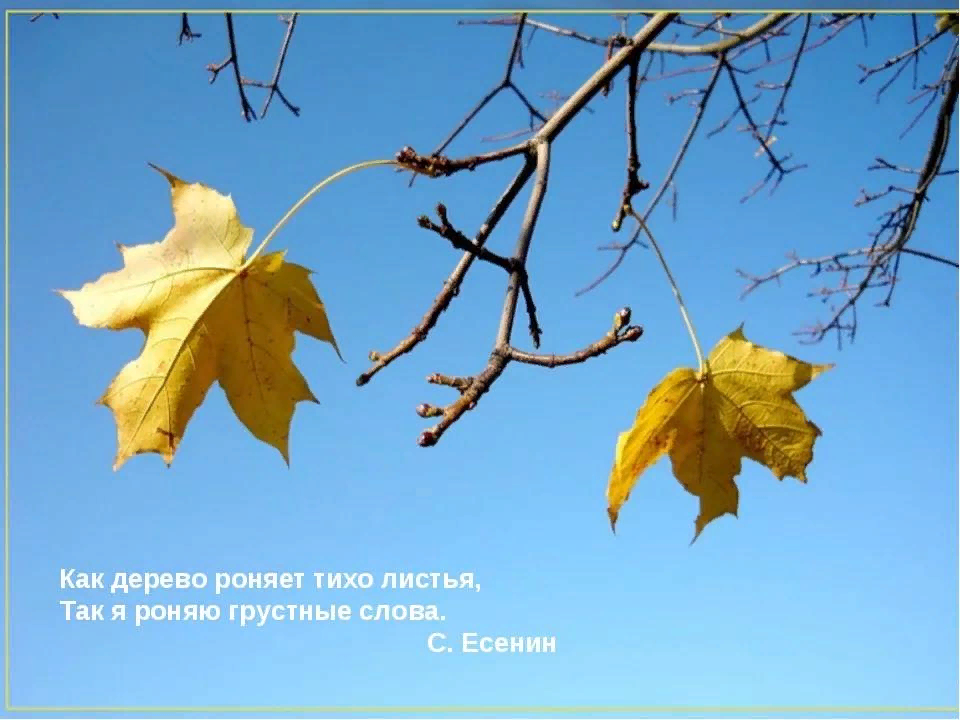 Перед снегопадом дерево начинало ронять листья. Дерево роняет листья. Дерево роняет тихо листья. Стихи про листья деревьев. Осенние метафоры