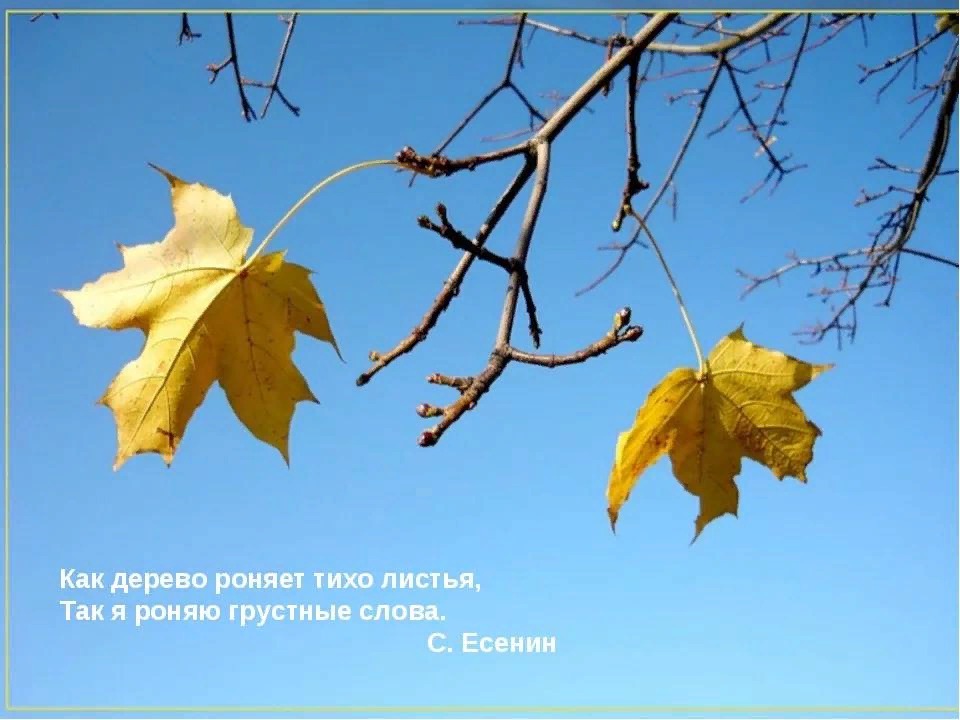 Тихий лист. Дерево роняет листья. Дерево роняет тихо листья. Стихи про листья деревьев. Осенние метафоры.