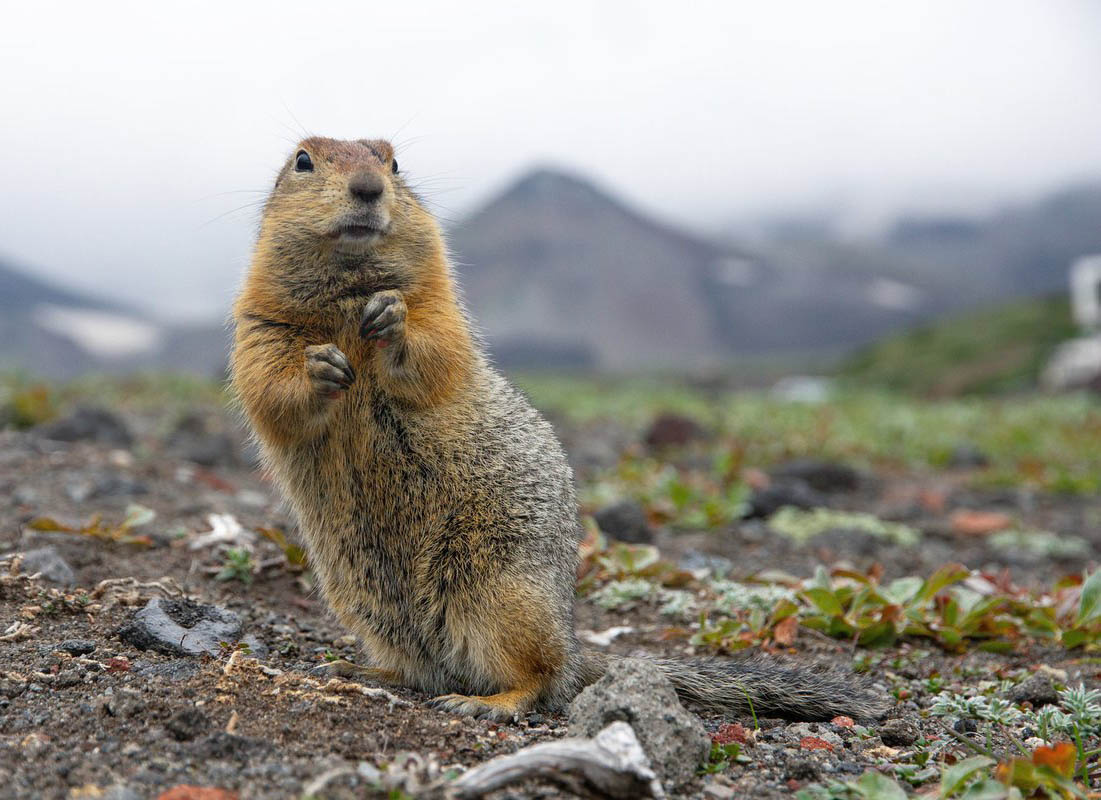 Суслики проснулись.