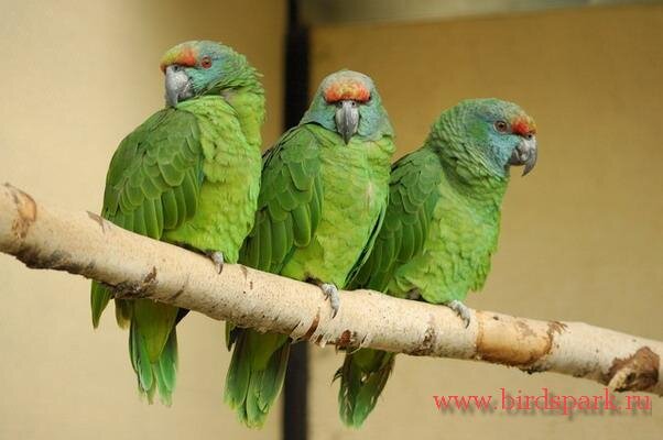 «Экзоопарк» в ТРЦ РИО