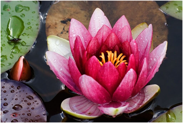 Розовая кувшинка. 