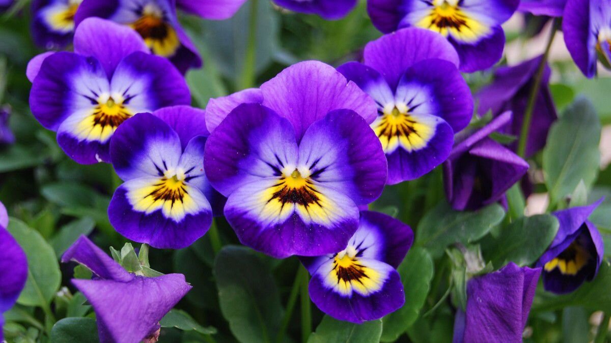 Фиалка Виттрока