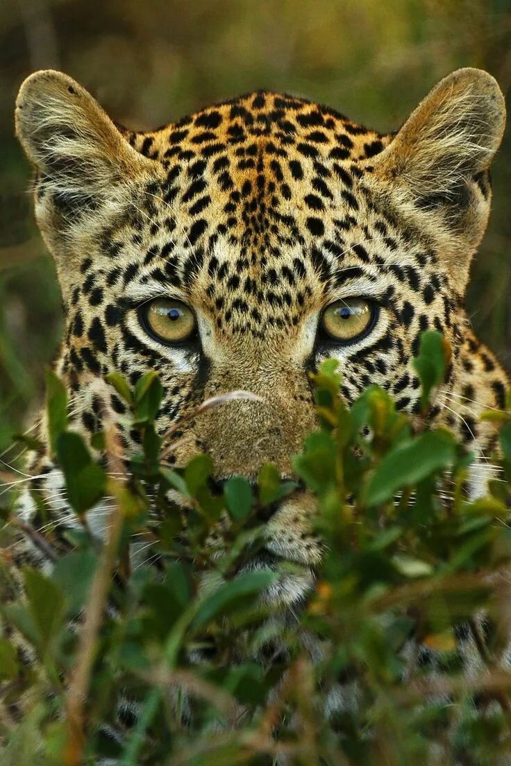 Леопард - один из опаснейших хищников-одиночек. Факты о нем | Nature around  the World | Дзен