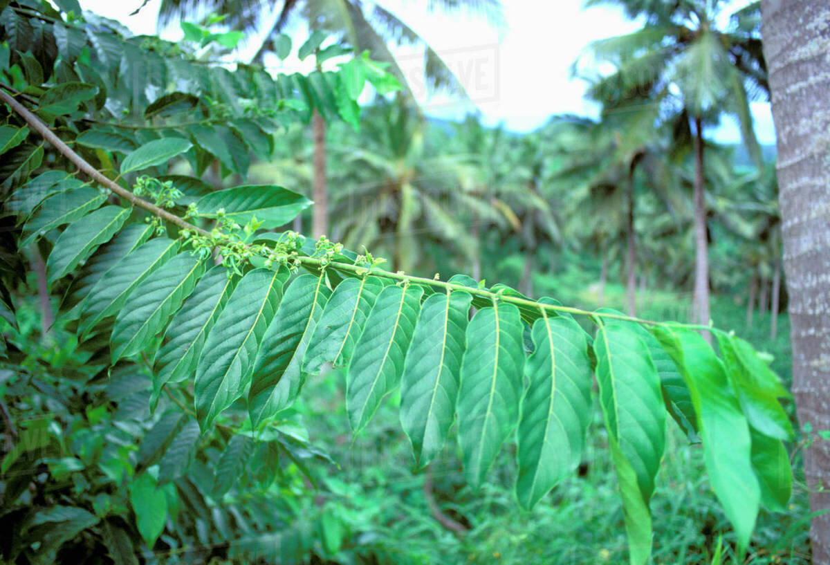 Листья дерева достаточно крупные, с хорошо заметными жилками