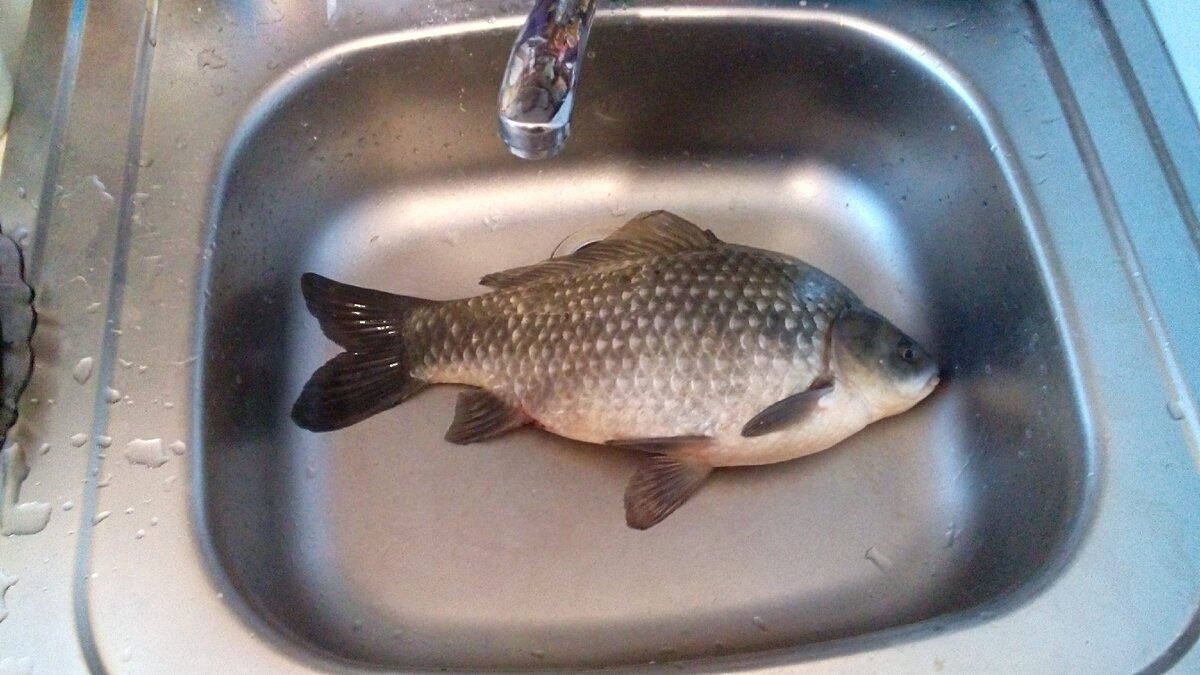 Карась зимой 1.2 кг