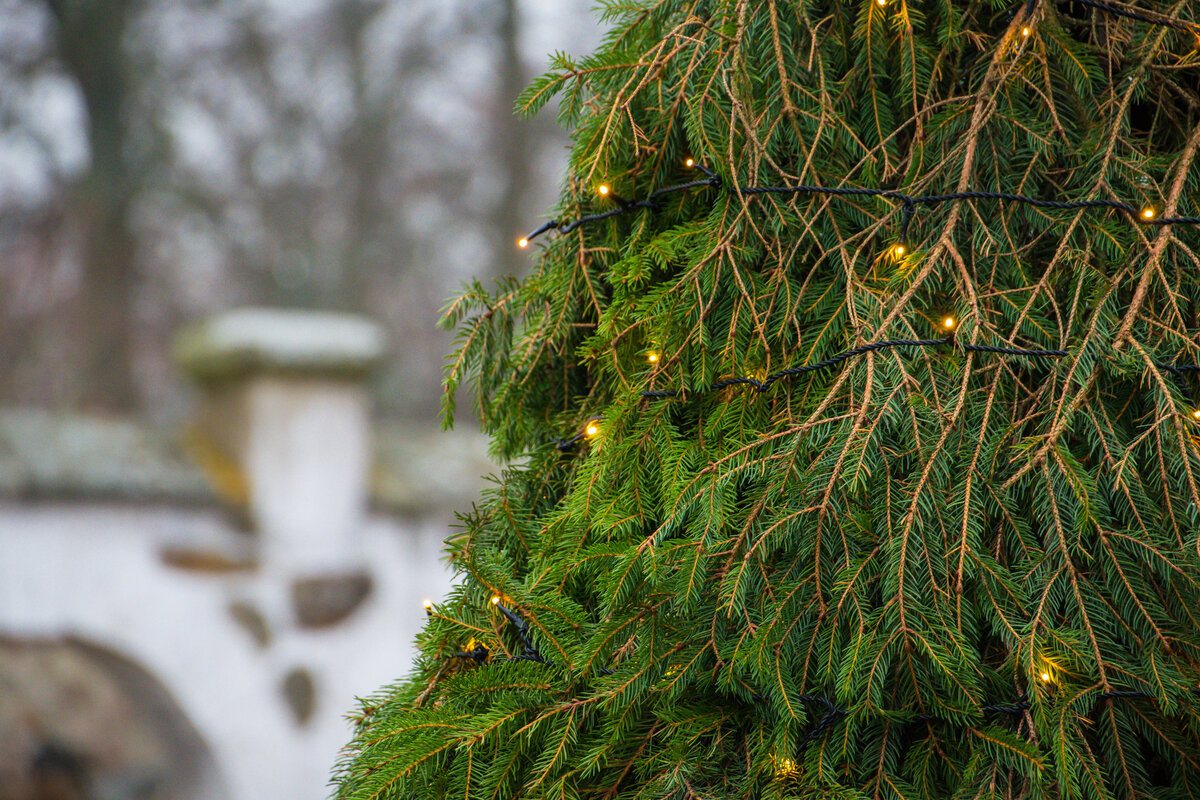 Фото из Flickr / Автор Maria Eklind / Christmas tree