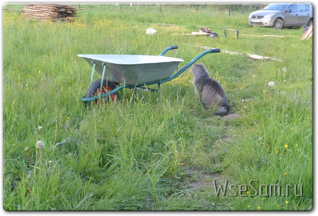 Тачка с котом