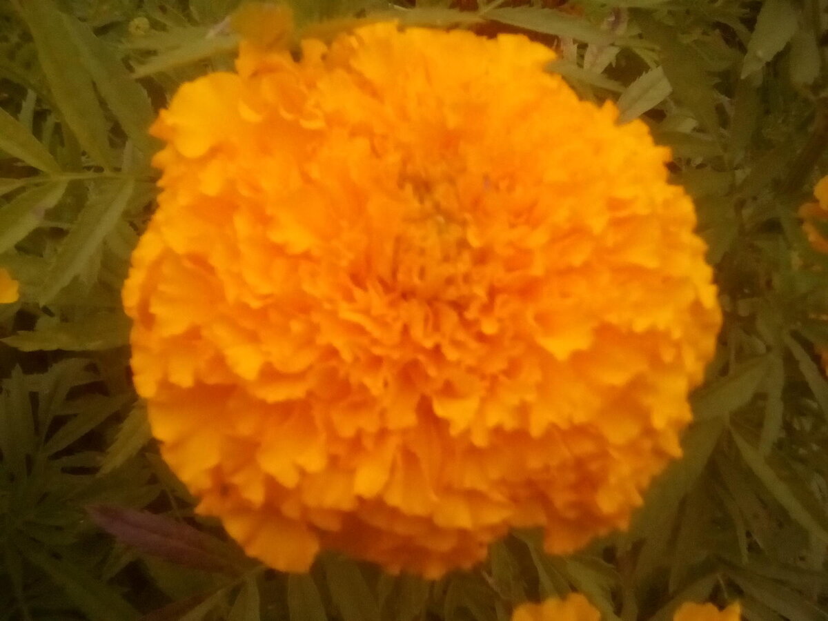 Цветут бархатцы