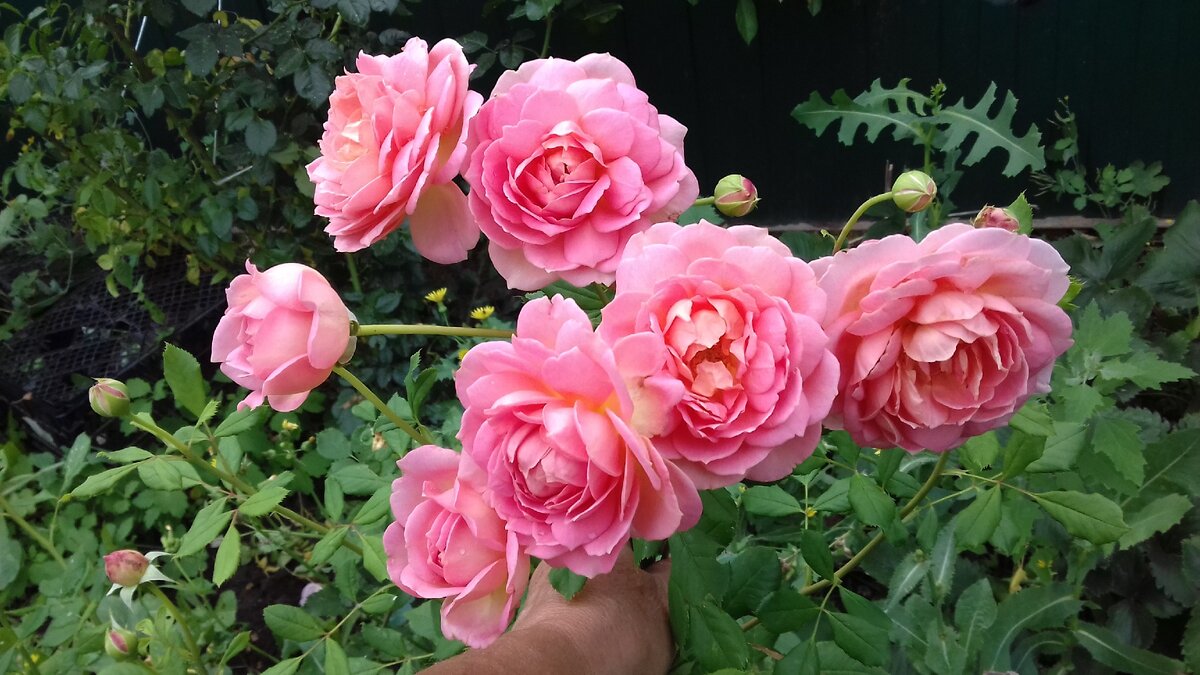 Роза Д. Остина Кристофер Марлоу Christopher Marlowe. Фото моё. 