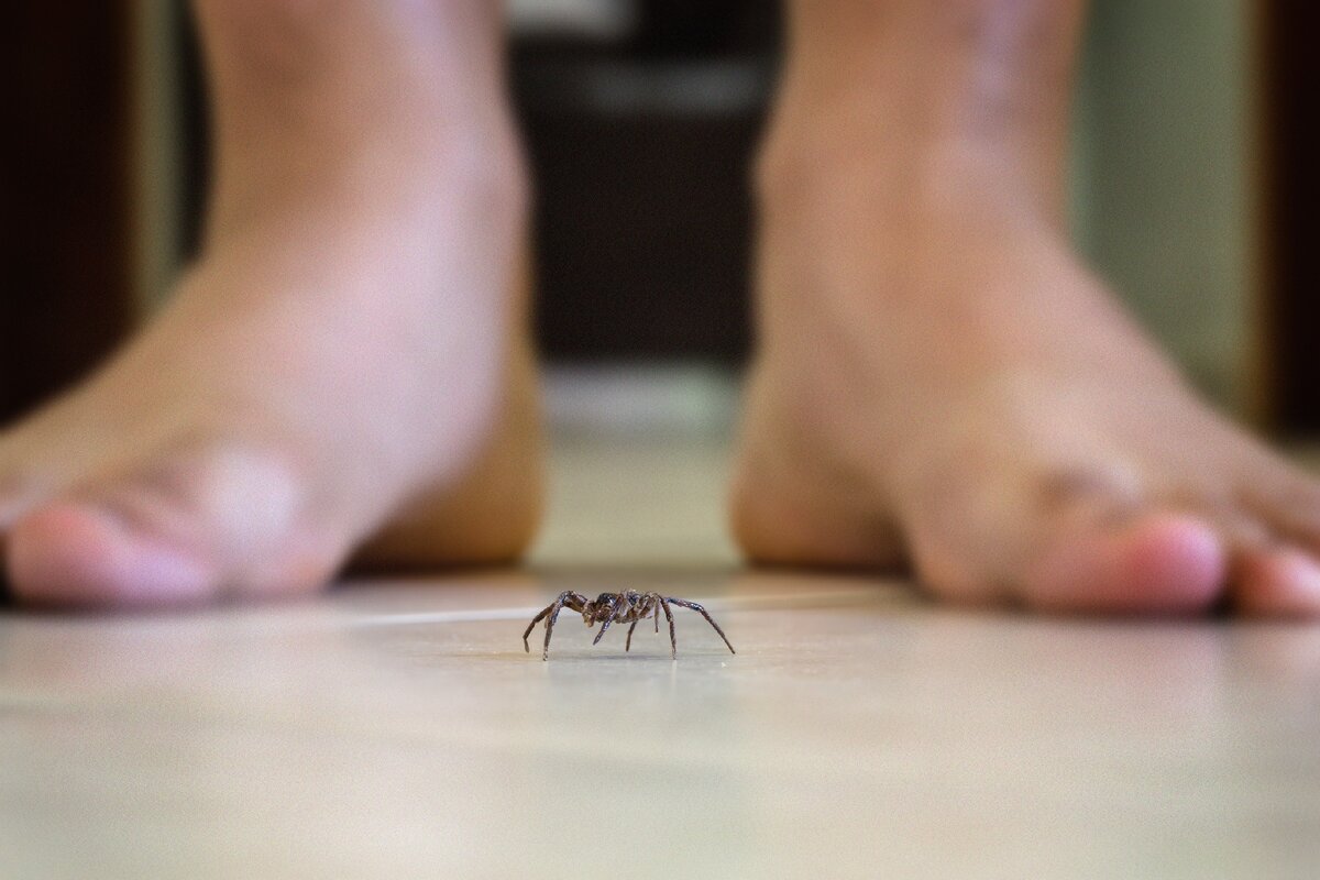 Как избавиться от пауков дома