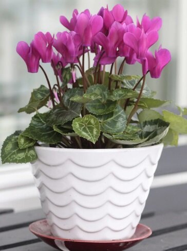 Источник фото Яндекс.Картинки