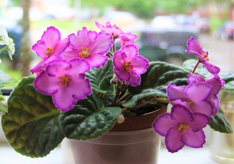 Фиалки — ошибки при выращивании