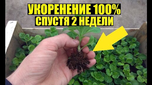 Черенкование ампельной петунии