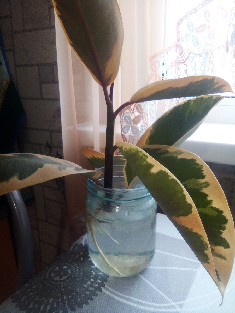 Вот такой фикус был сначала