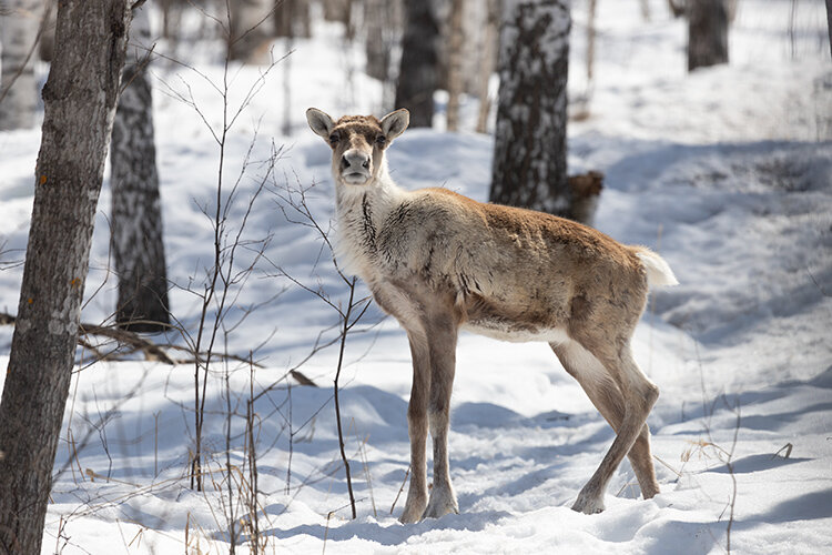 Молодой лесной северный олень, рожденный в питомнике Керженского заповедника