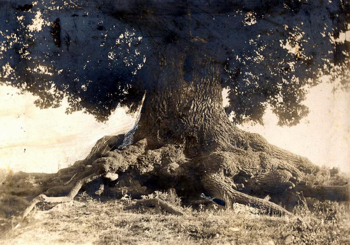 Столетний дуб