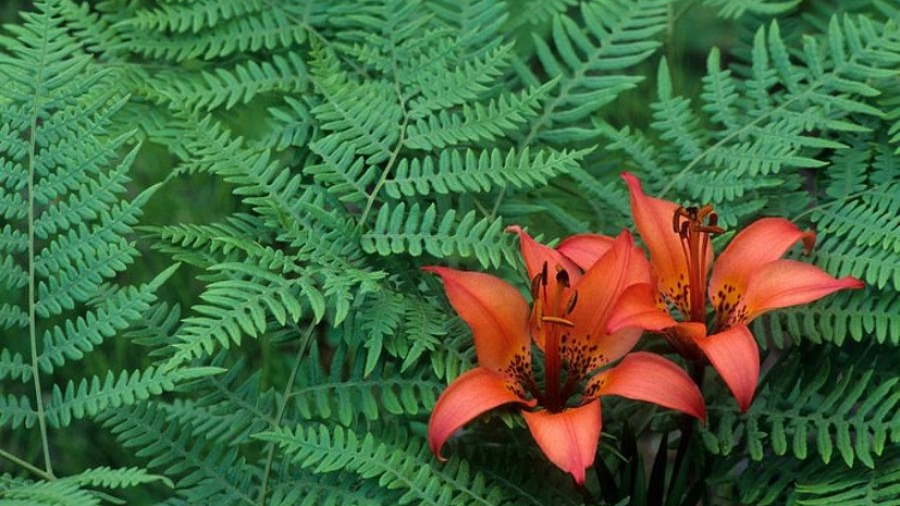 По известным причинам, цветка папоротника в интернете нет, поэтому обычно изображается что-то похожее на лилию