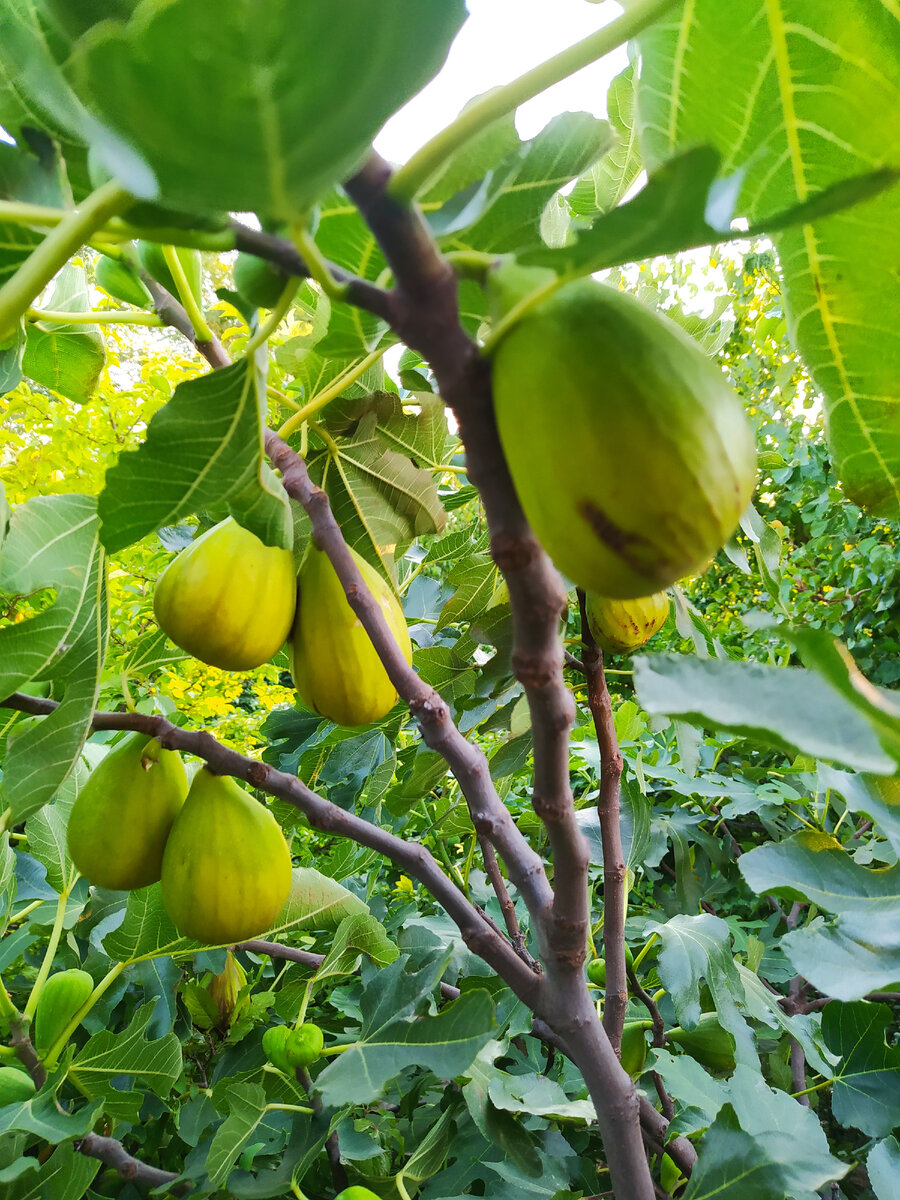 Вот такой у нас урожай инжира