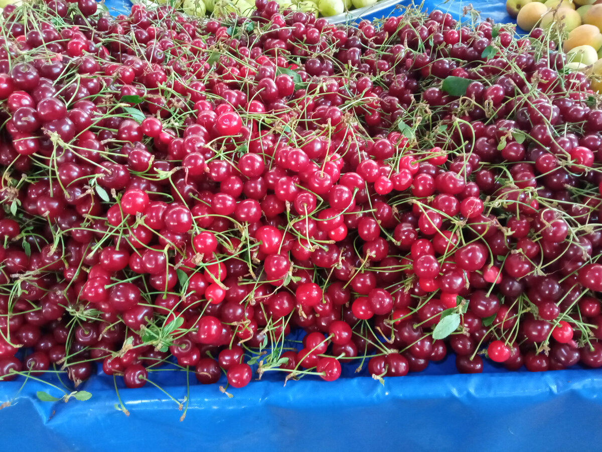 Вишня. Фото Самогон Саныча.