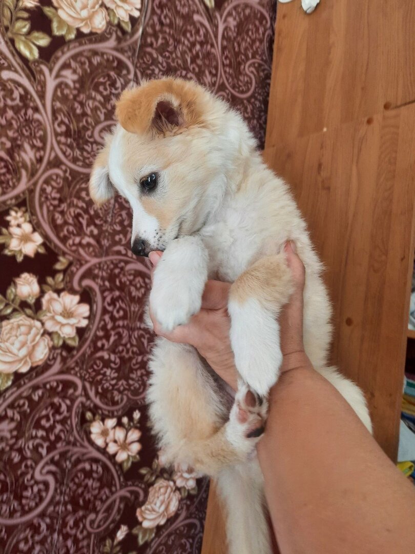 здесь и далее фото автора. Эту девочку вернули и у нее грыжа. Готовим к операции.