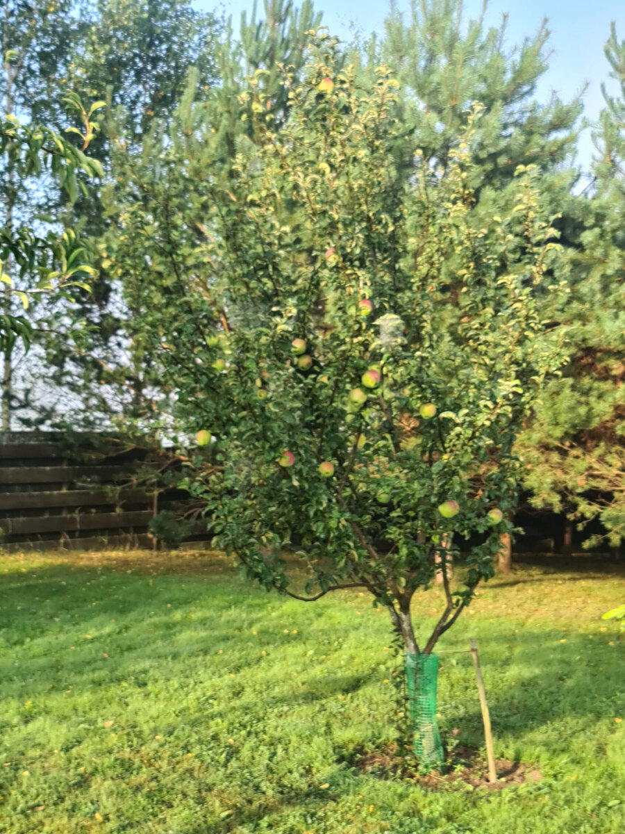 На полукарликовым подвое